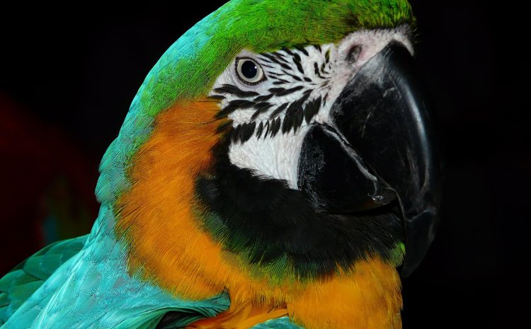 bird-4078_1920 bird-4078_1920