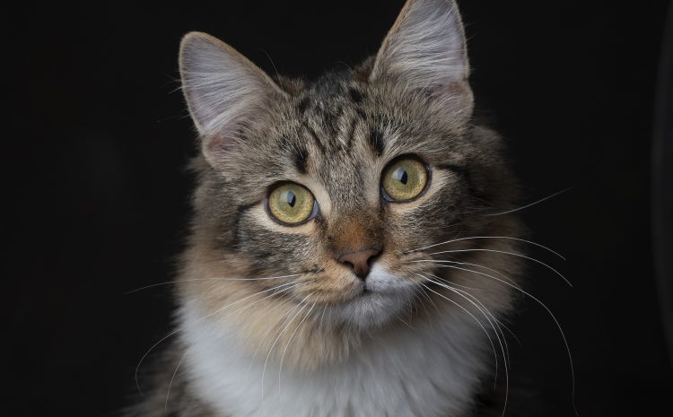 cat-7489398_1920 cat-7489398_1920