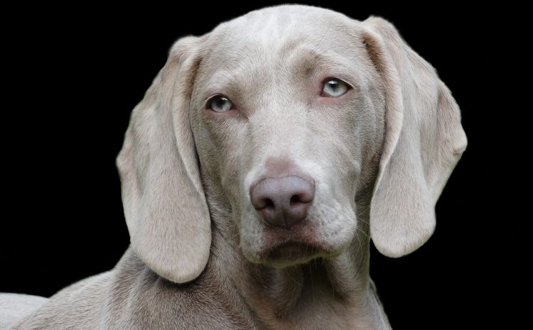 dog-1742295_1920 dog-1742295_1920