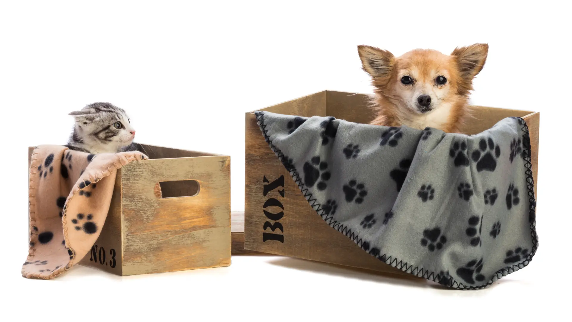 Pisoi în prim-plan și câine Chihuahua în spate