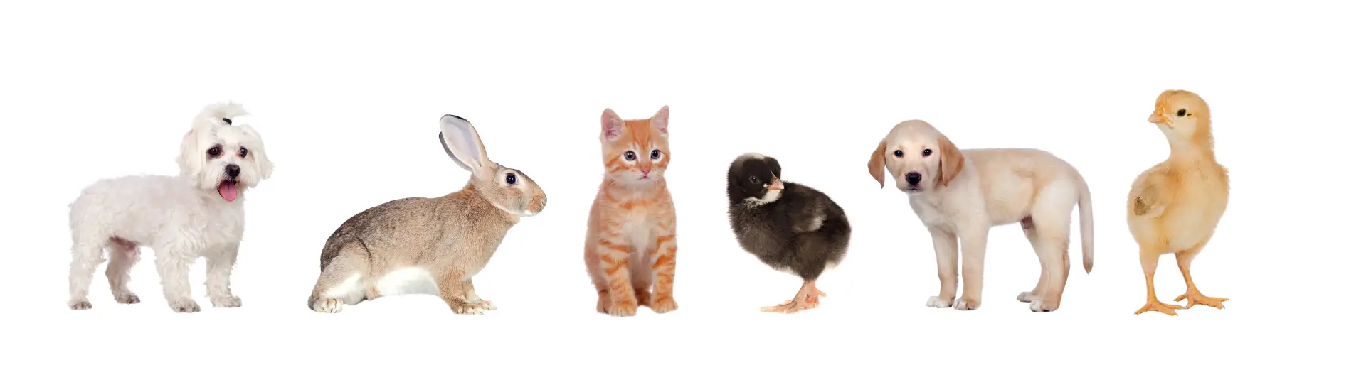 Câine, pisică și iepure fotografiați pe fundal alb