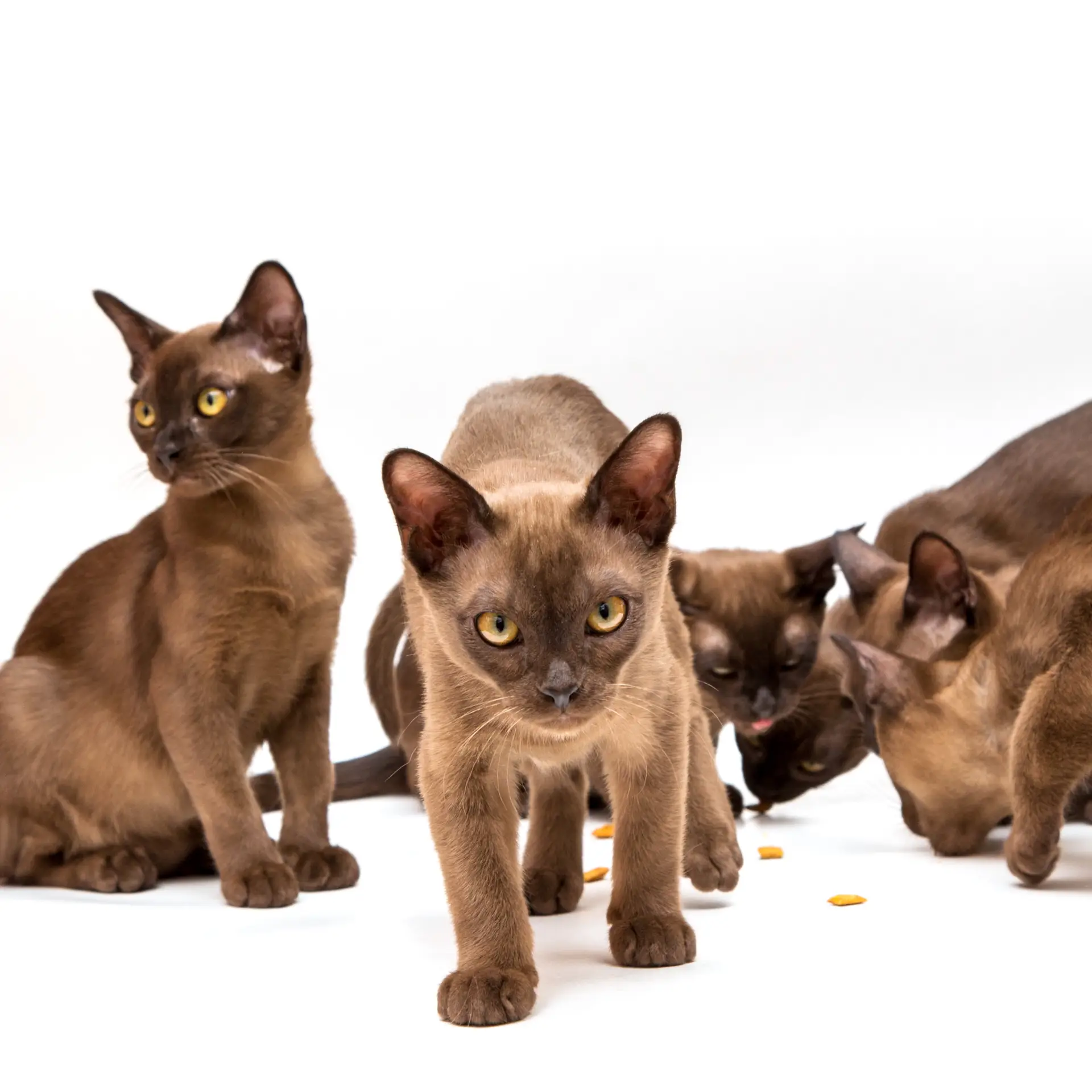 Pisică rasa Burmese maro, fotografiată pe fundal alb