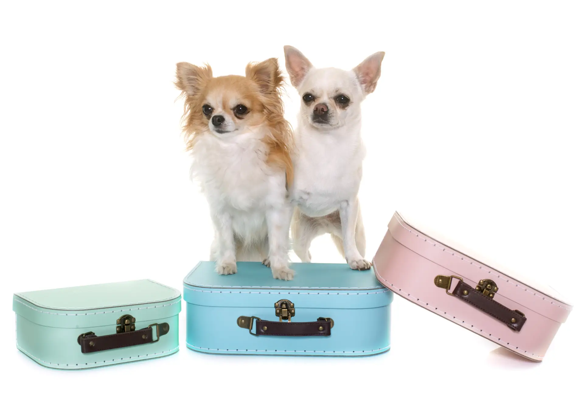 Câine Chihuahua stând într-o cutie de carton