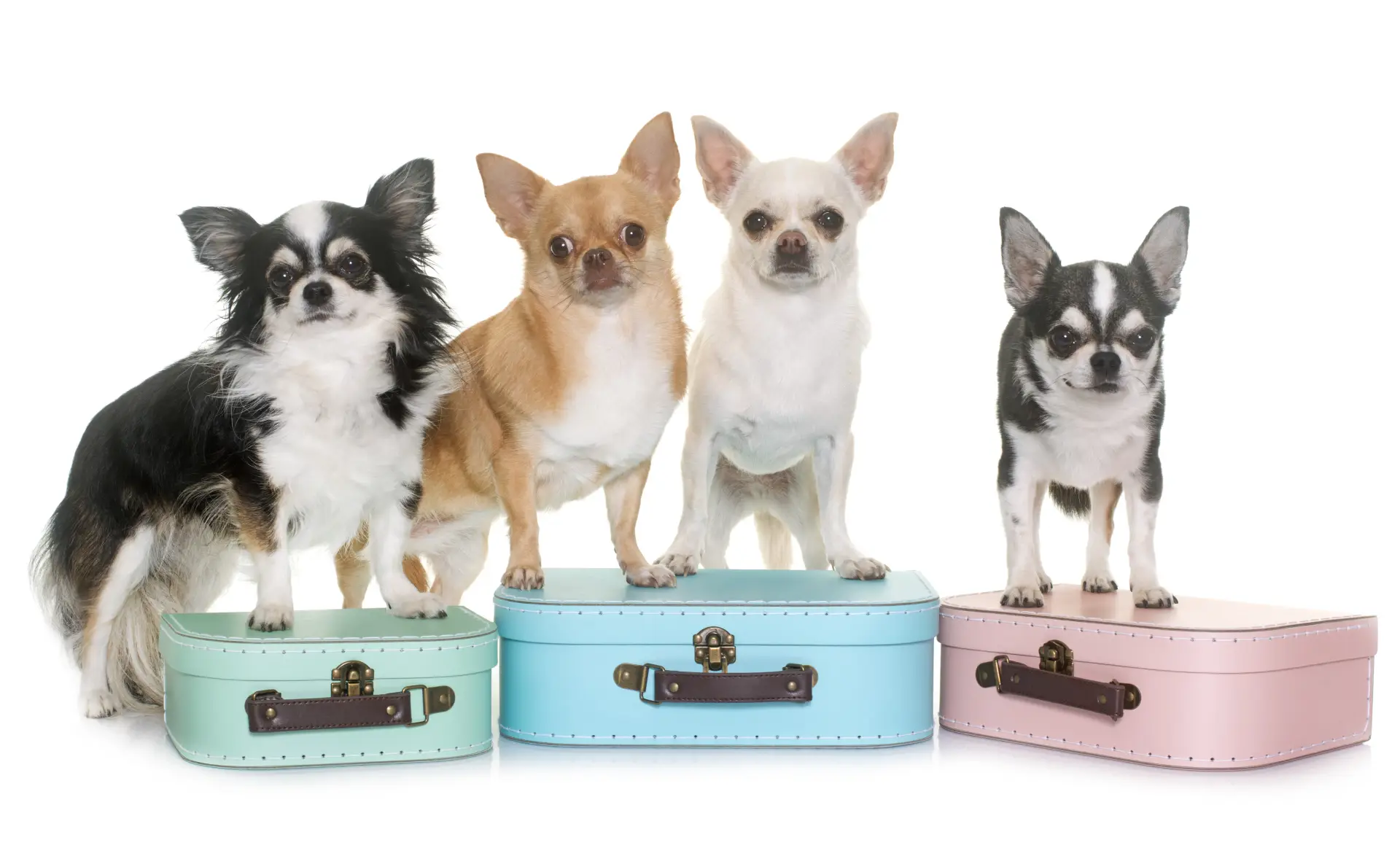 Câine Chihuahua stând într-o cutie de carton