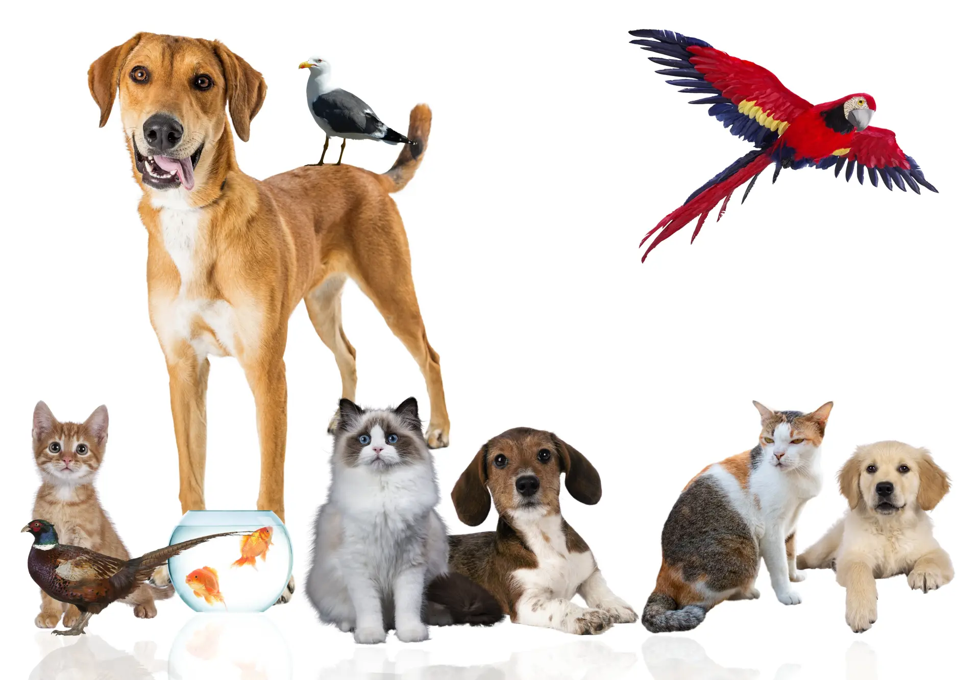 Câine Border Collie alături de mai multe animale de companie diferite