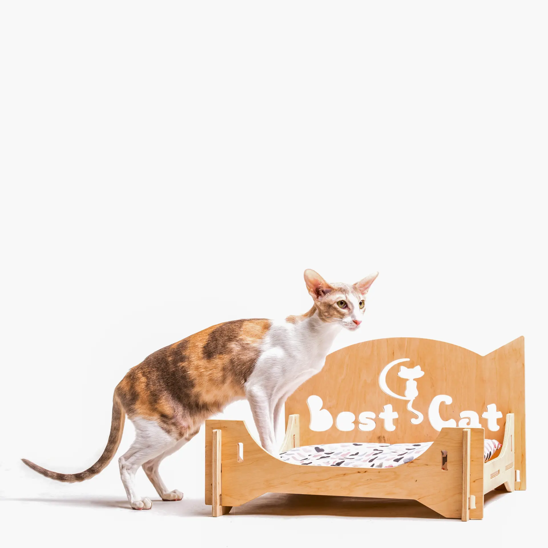 Pisică rasa Cornish Rex stând pe un culcuș, pe fundal alb