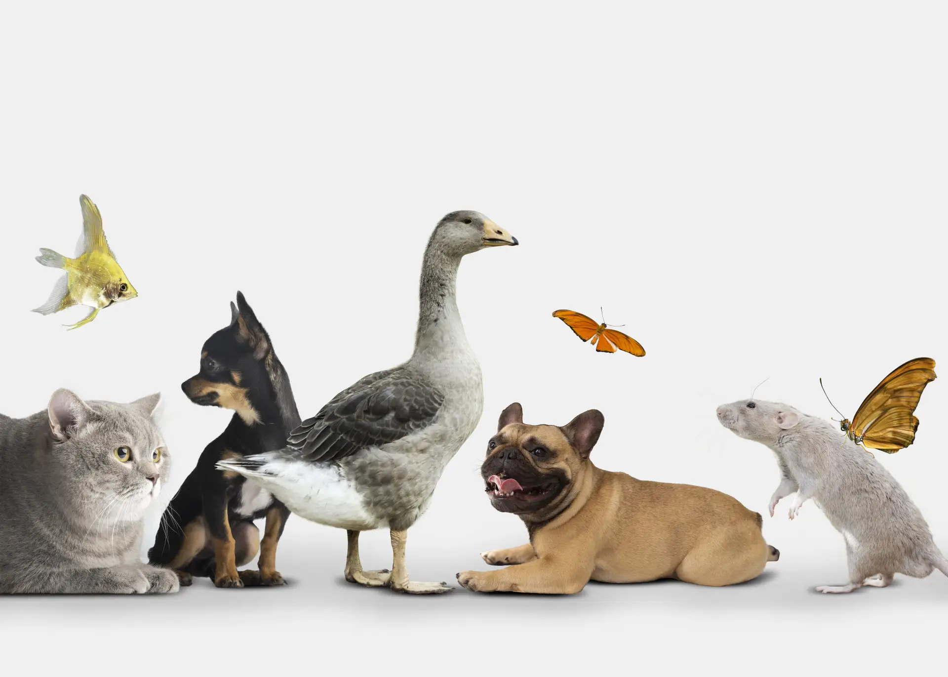 Câine, pisică și pasăre fotografiați împreună pe fundal alb