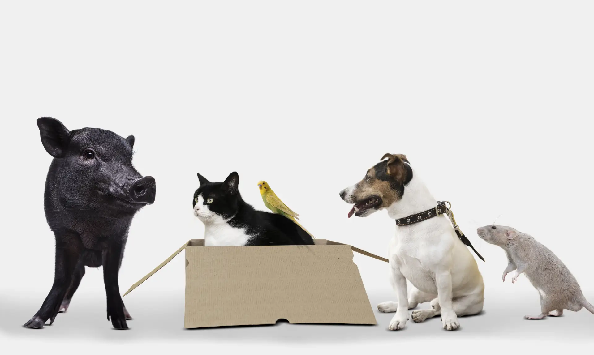 Mai multe animale de companie fotografiate pe fundal alb