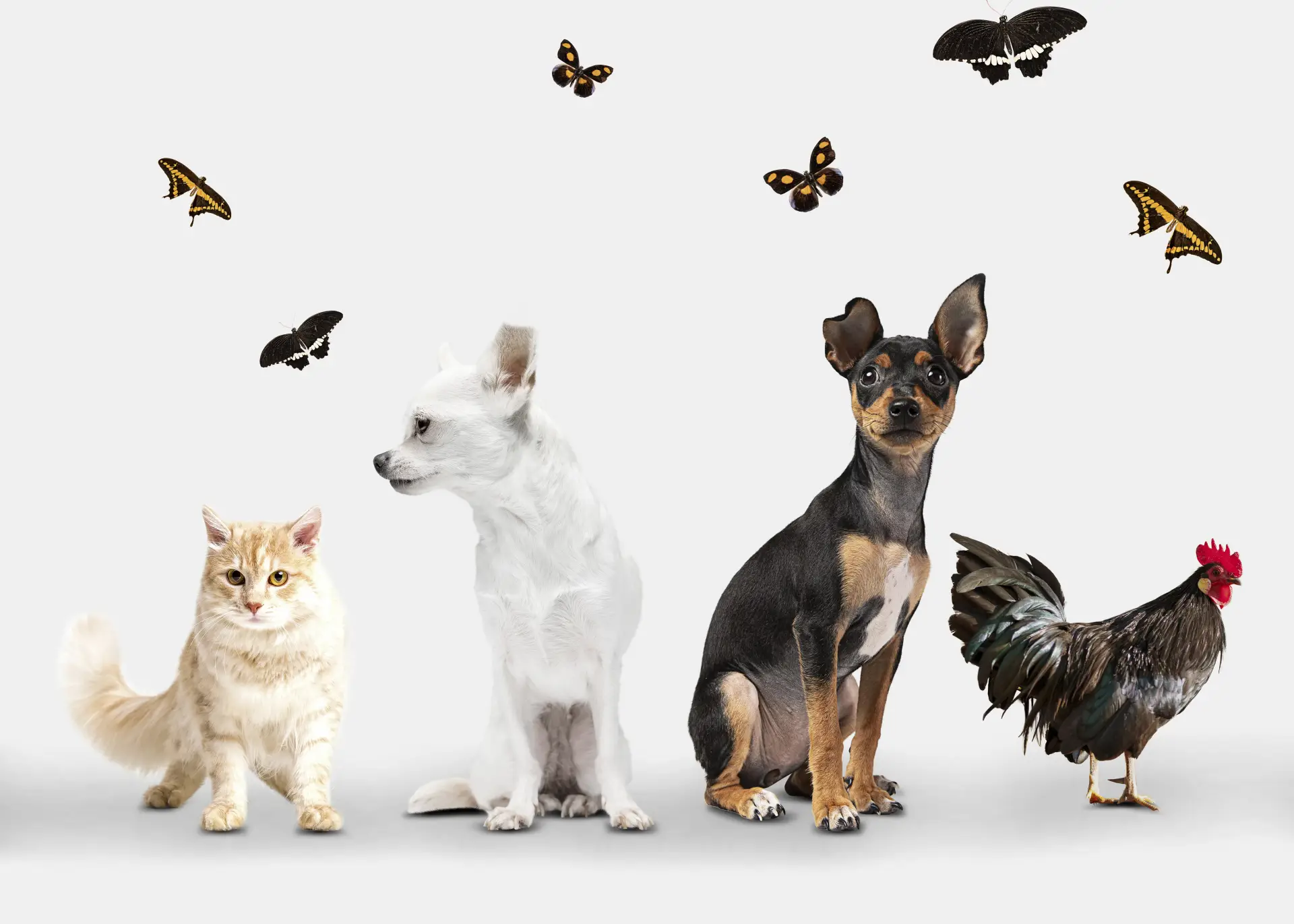 Câine, pisică, iepure și pasăre fotografiate împreună pe fundal alb