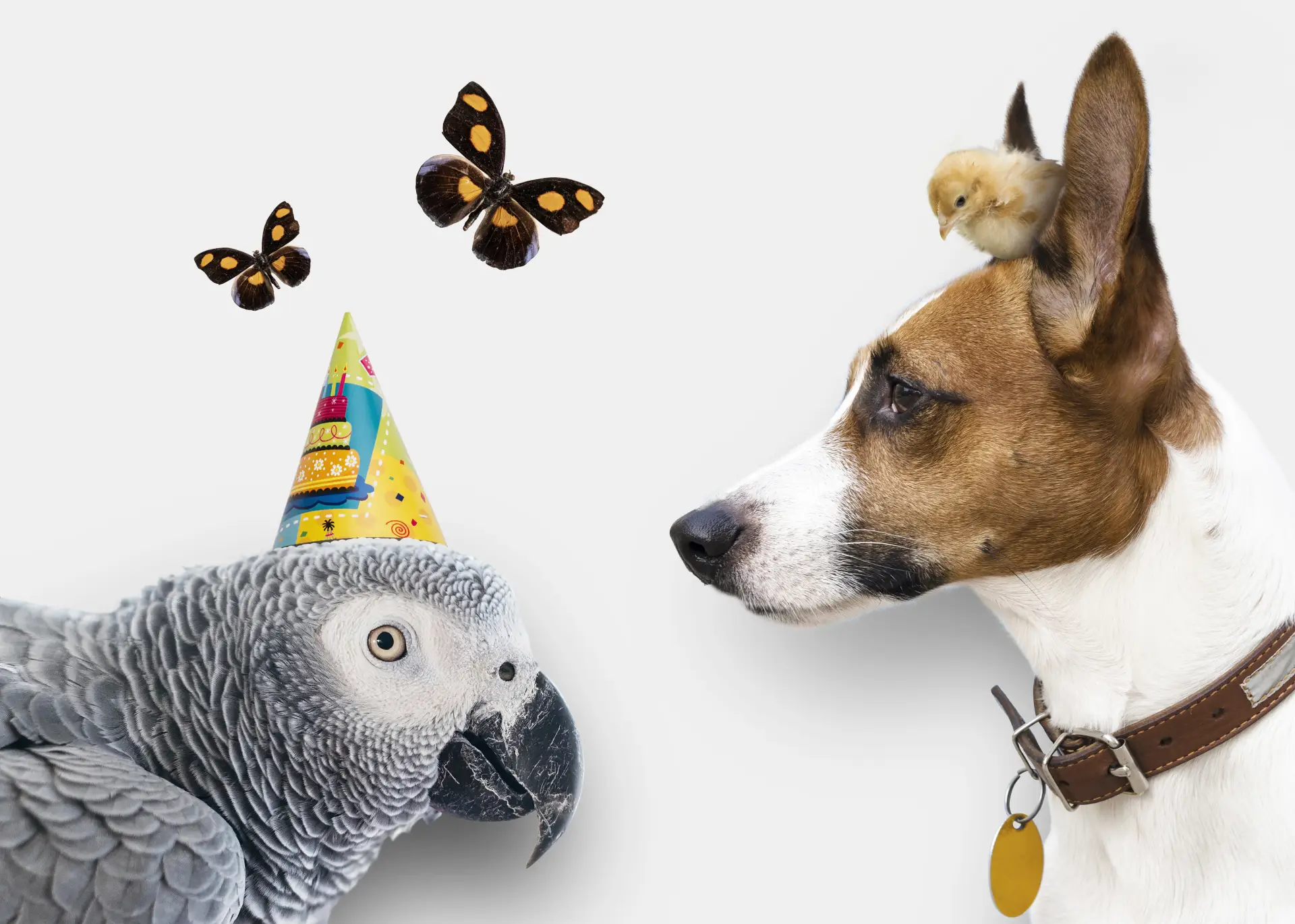 Mai multe animale de companie fotografiate pe fundal alb