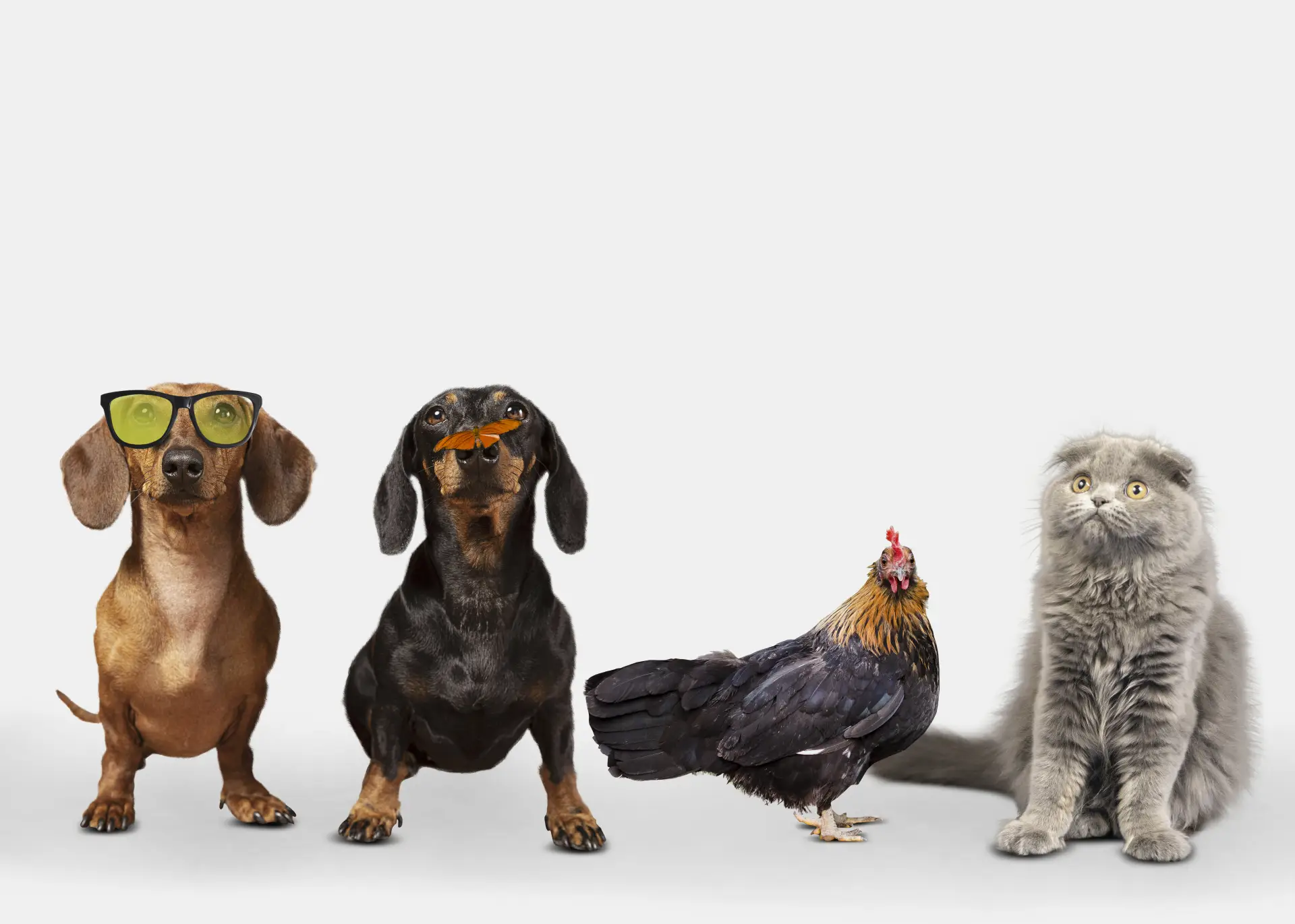 Grup de animale de companie pe fundal alb