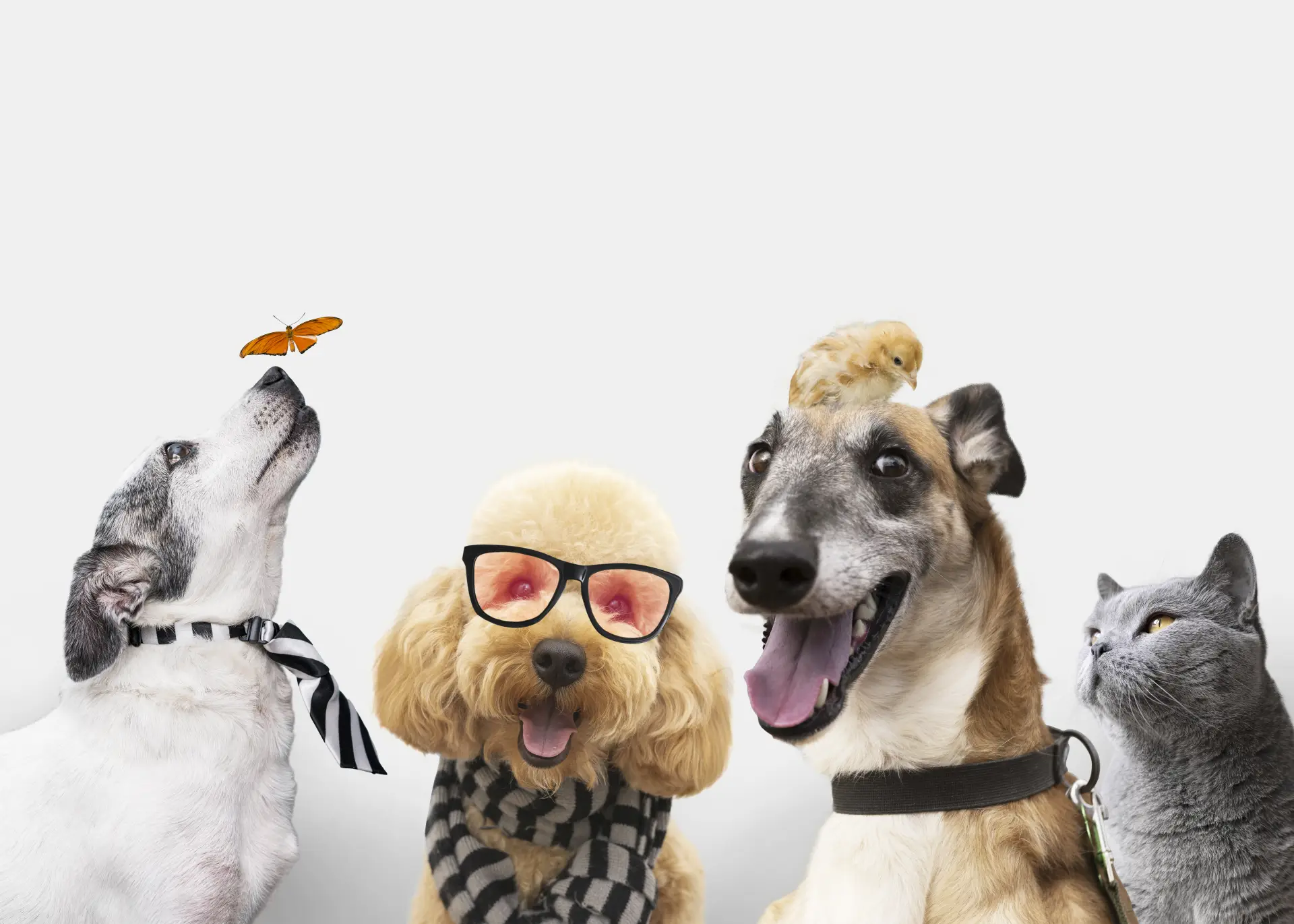 Grup de animale de companie fotografiate pe fundal alb