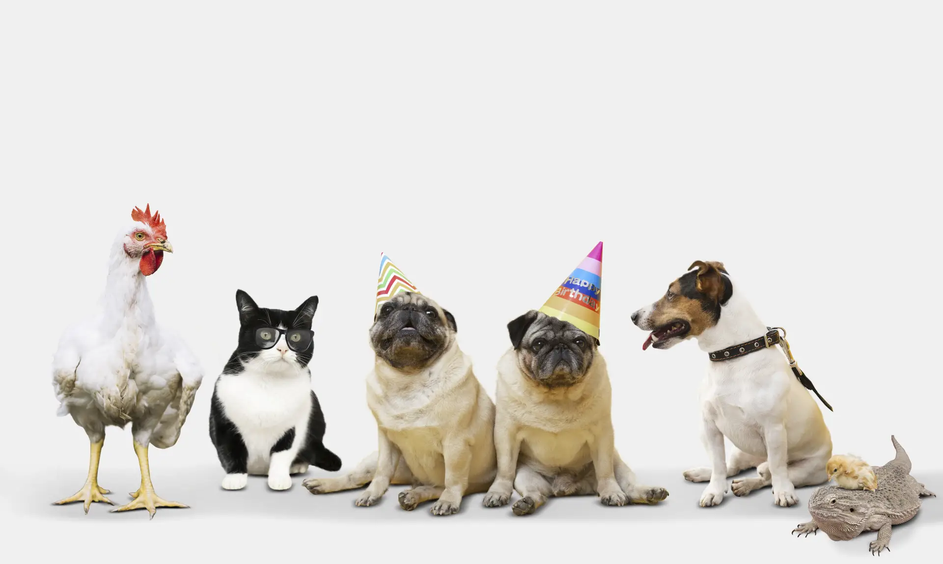 Câine, pisică, iepure și papagal fotografiați împreună pe fundal alb