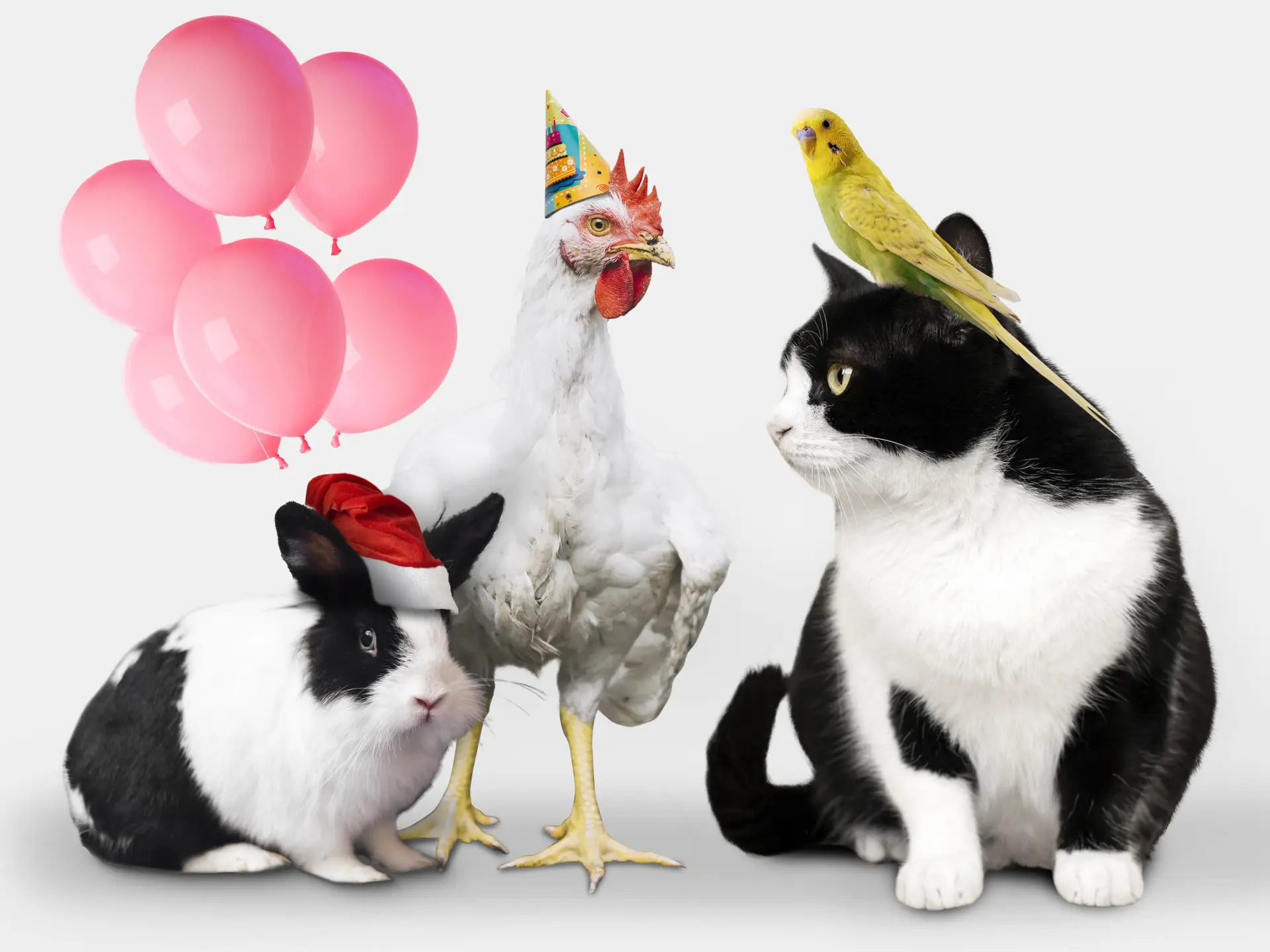 Grup de animale de companie pe fundal alb