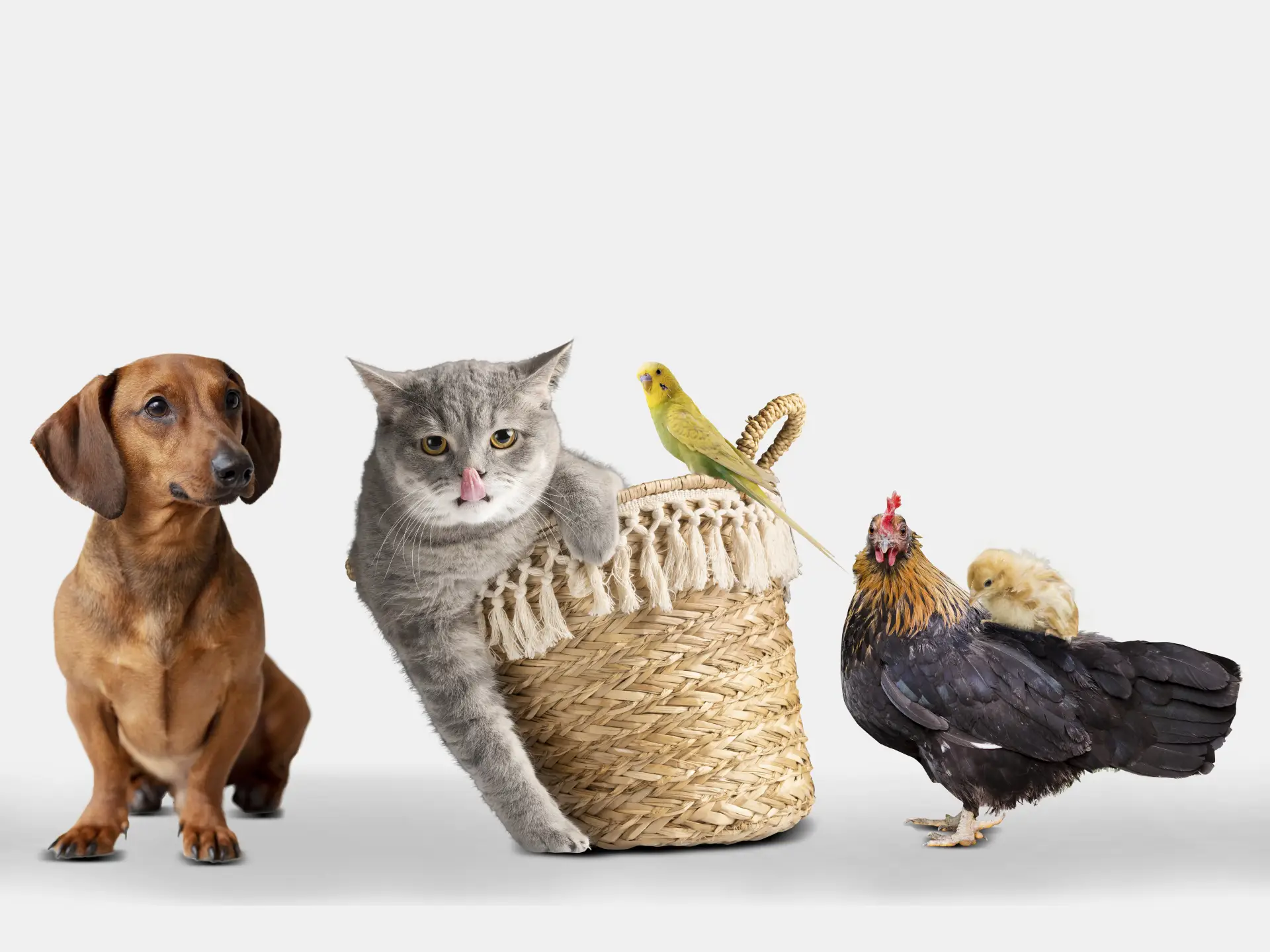 Grup de animale de companie pe fundal alb