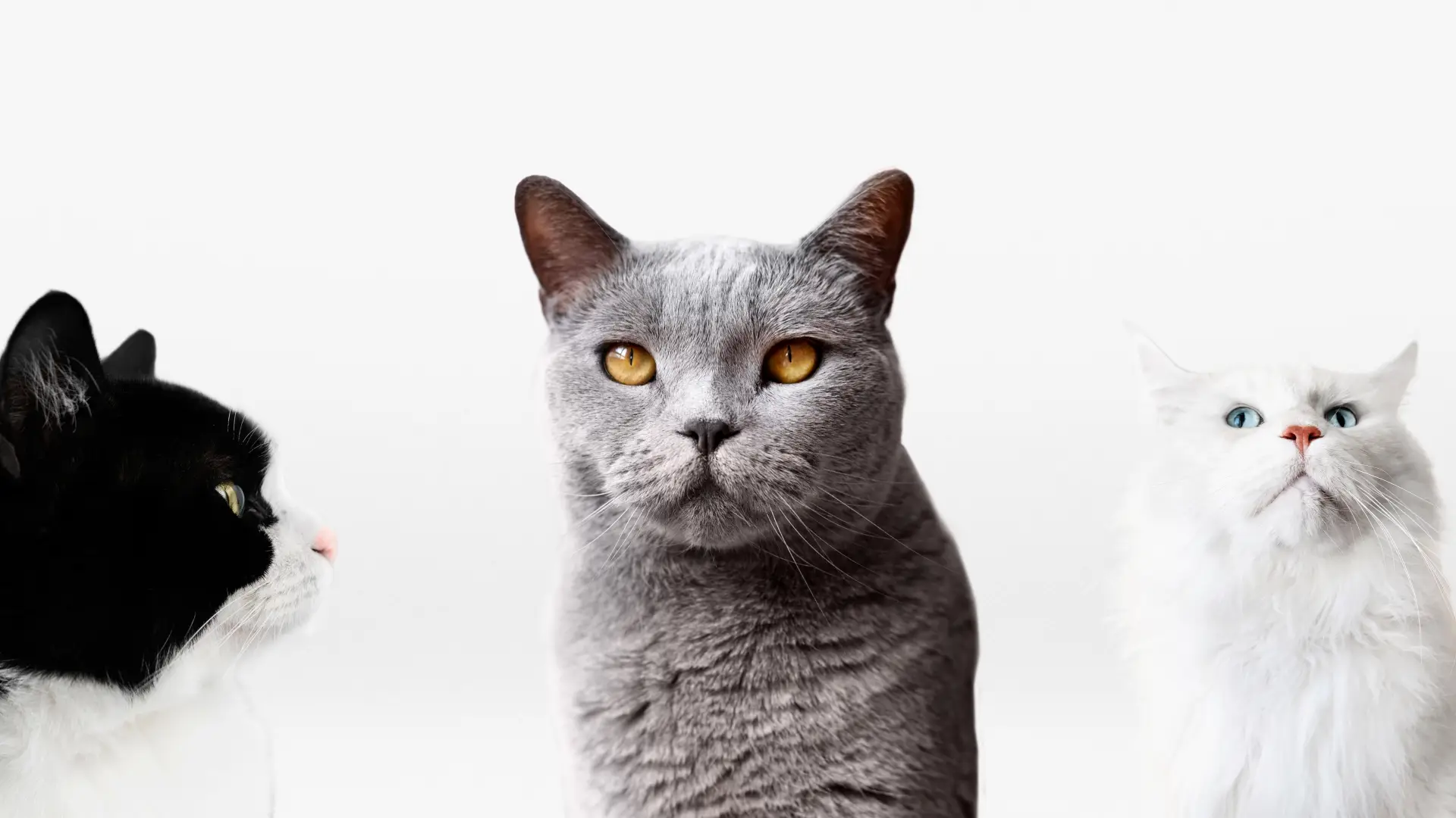 Grup de animale de companie fotografiate împreună