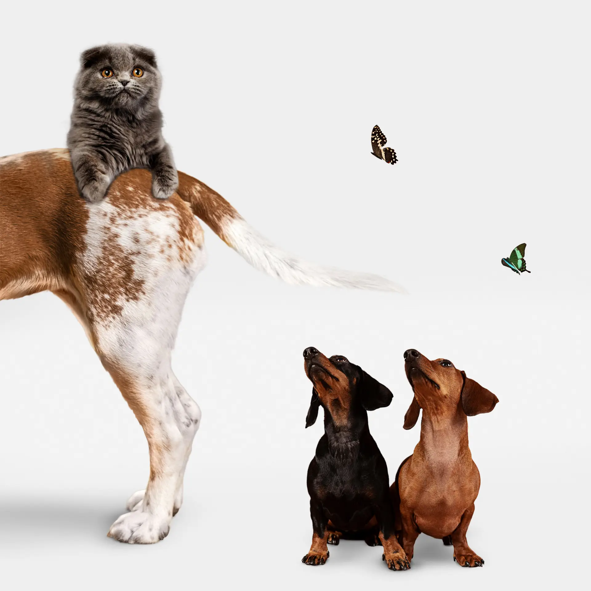 Câine, pisică și iepure fotografiați împreună pe fundal alb