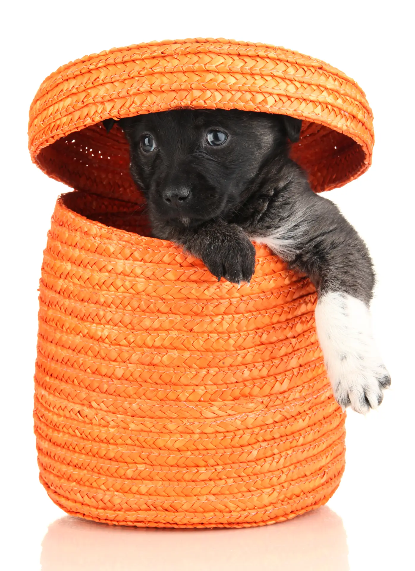 Cățel mic așezat într-un coș pe fundal alb