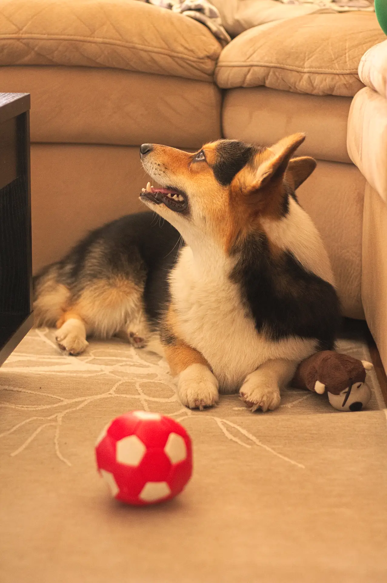 Câine acasă lângă jucării, ilustrând legătura afectivă cu animalul de companie