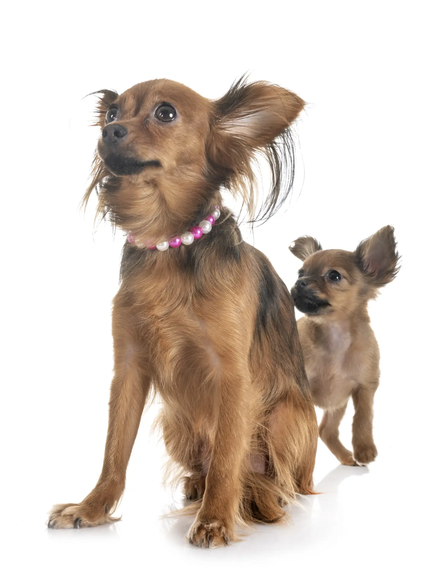 Câine stând jos și privind în lateral, pe fundal alb