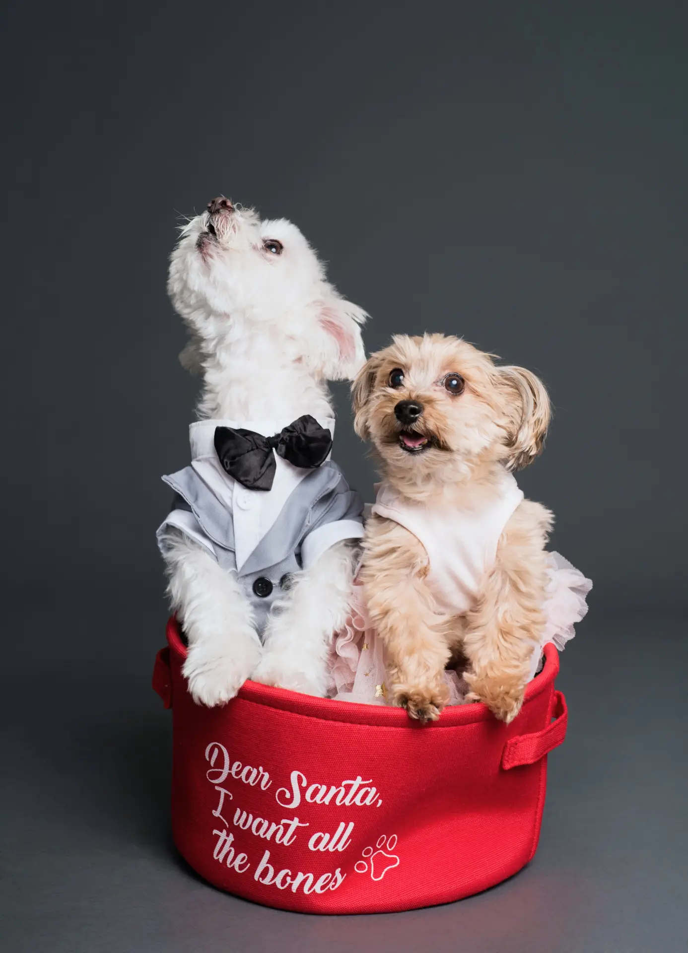 Mai mulți câini fotografiați împreună în studio