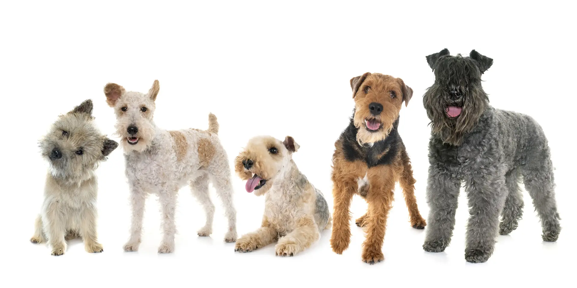 Mai mulți câini fotografiați pe fundal alb