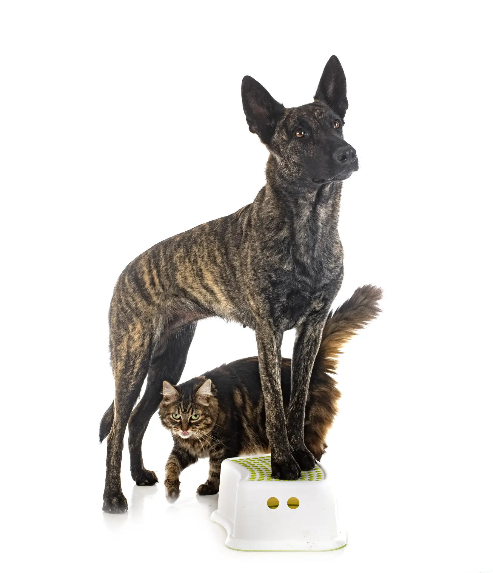 Câine Dutch Shepherd alături de o pisică rasa Maine Coon pe fundal alb