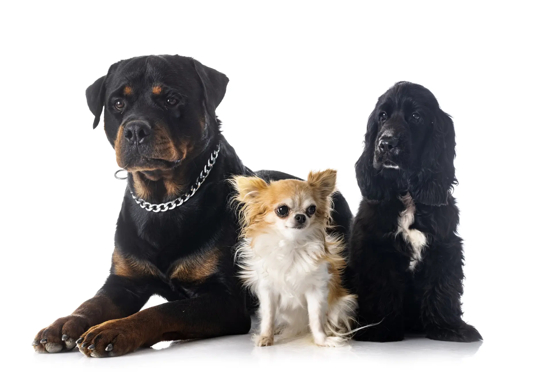English Cocker Spaniel, chihuahua and rottweiler Rottweiler, chihuahua și cocker spaniel negru, câini de talii diferite, așezați împreună
