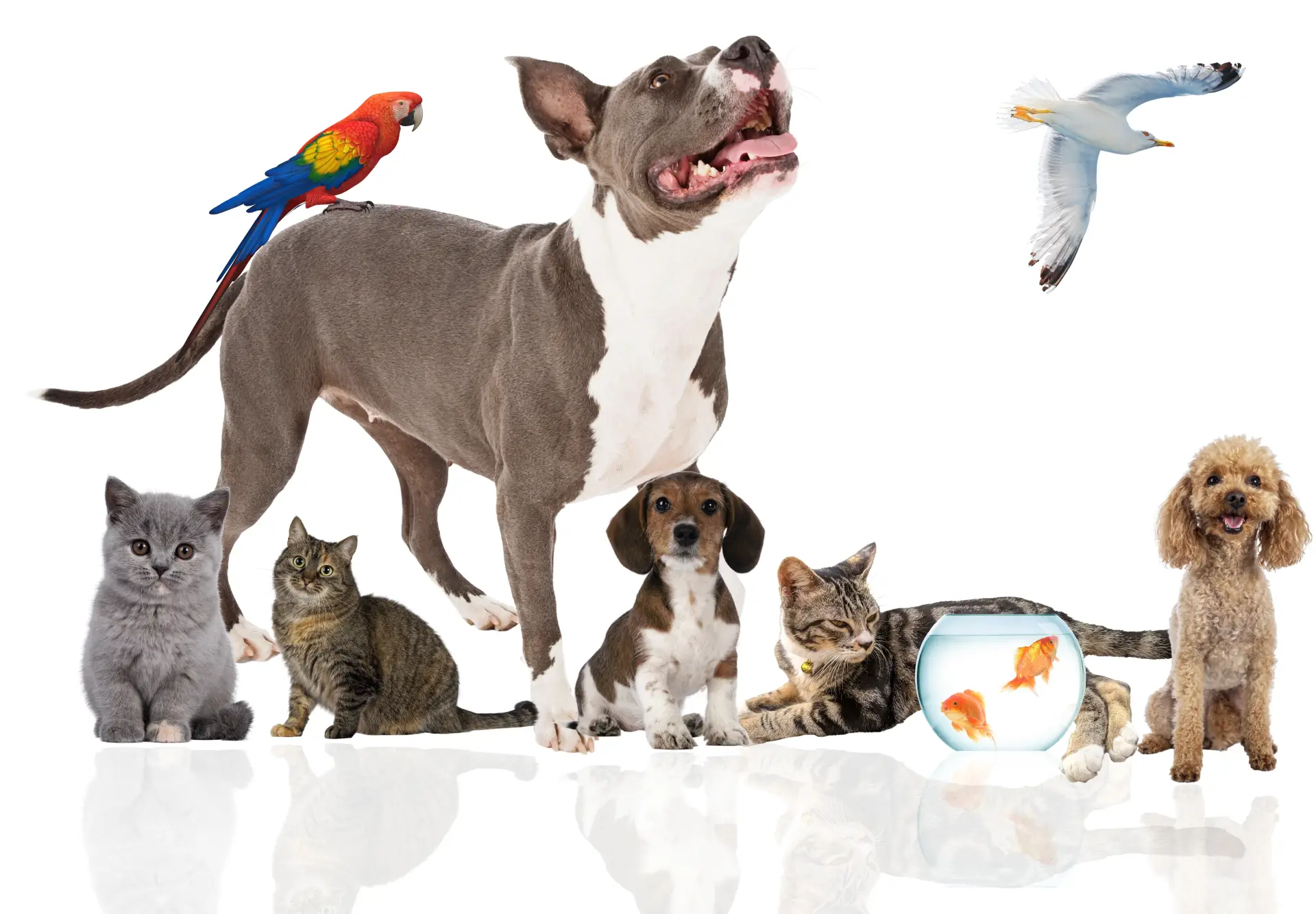 Câine Border Collie înconjurat de mai multe animale de companie