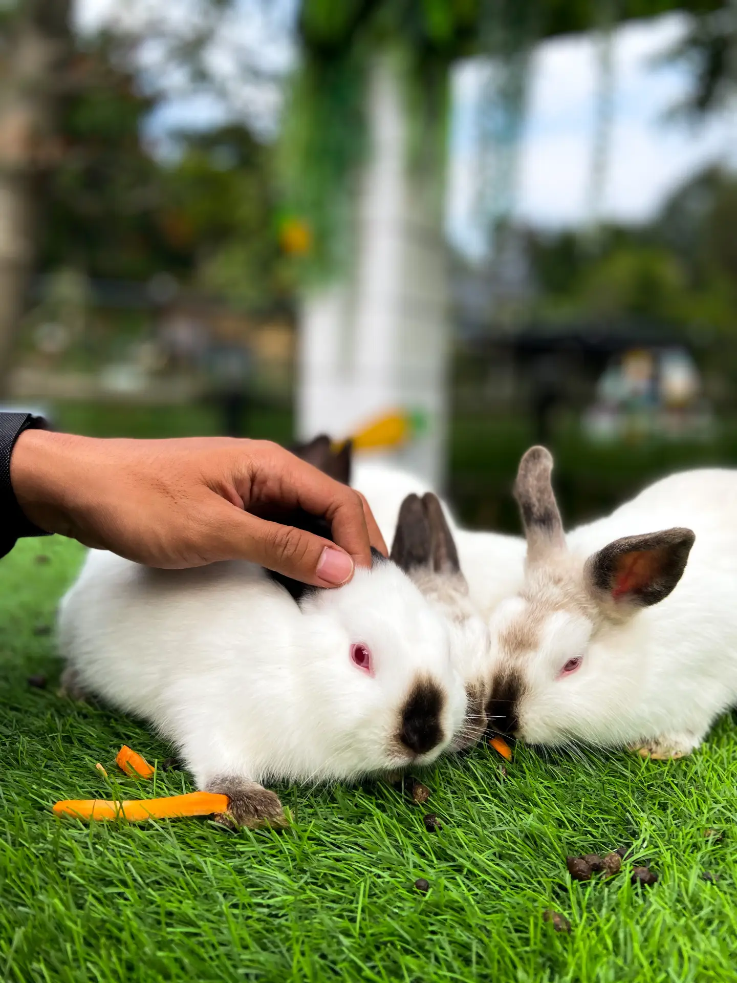 Persoană hrănind iepuri domestici într-un spațiu interior