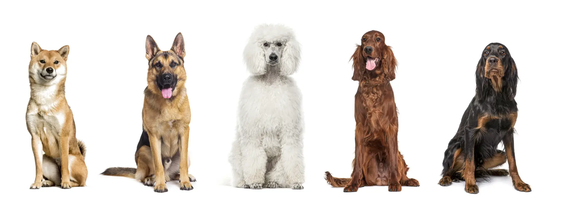 Cinci câini din rase diferite așezați în rând pe fundal alb