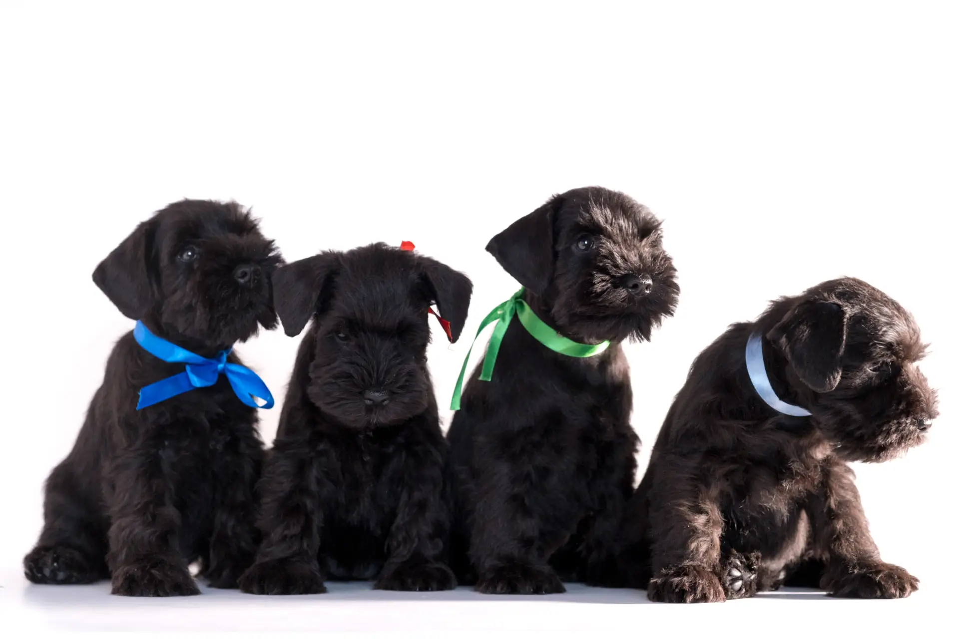 Patru câini rasa Schnauzer, fotografiați pe fundal alb