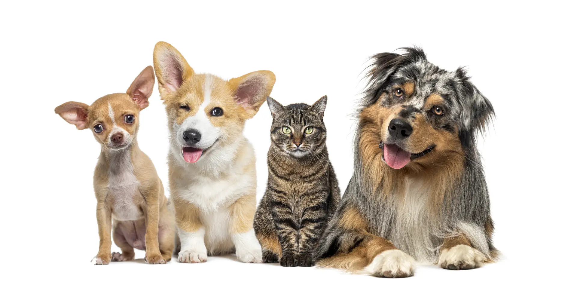 Câine, pisică și iepure aliniați unul lângă altul pe fundal alb