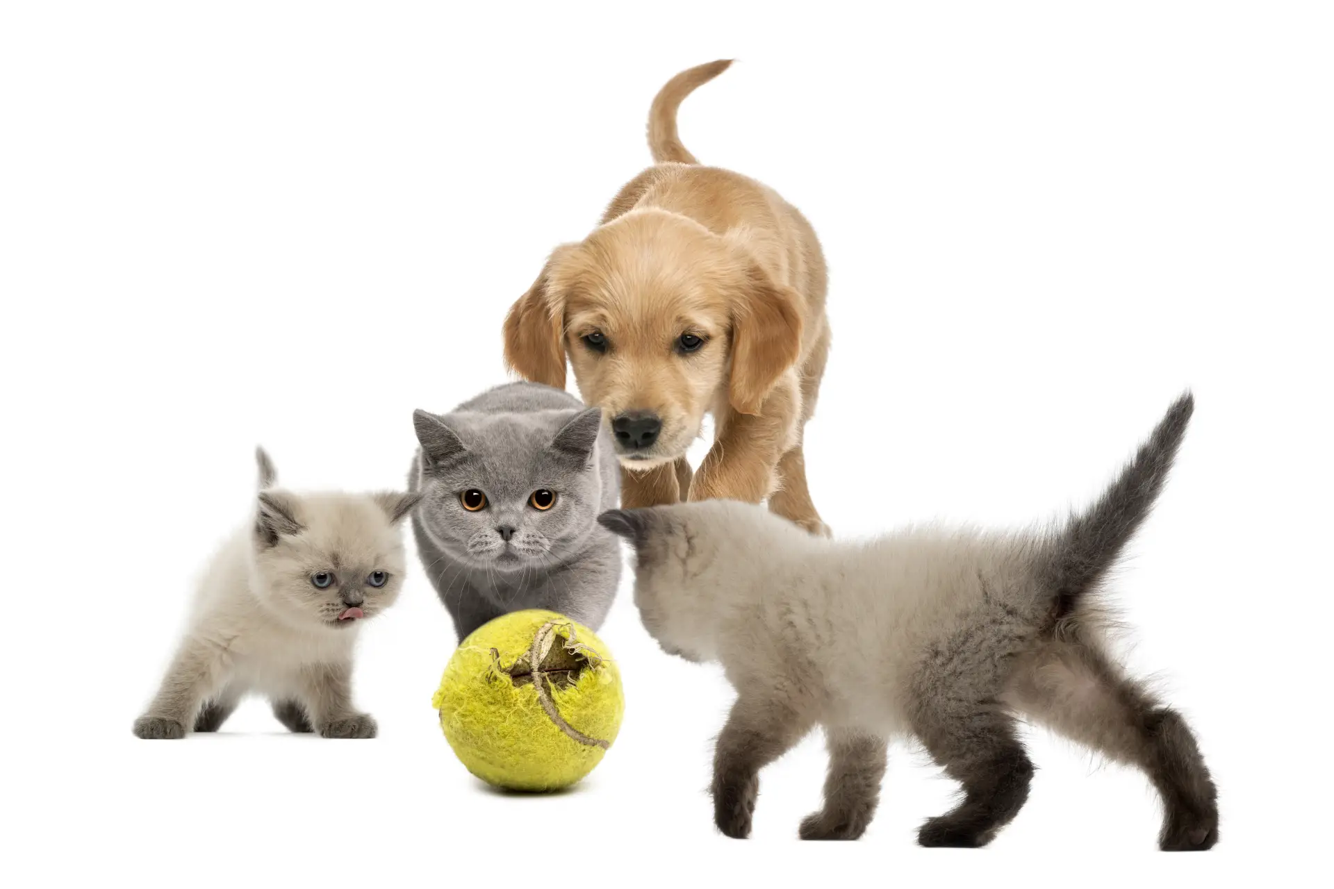 Pui de Golden Retriever și doi pisoi mergând spre o minge de tenis pe fundal alb