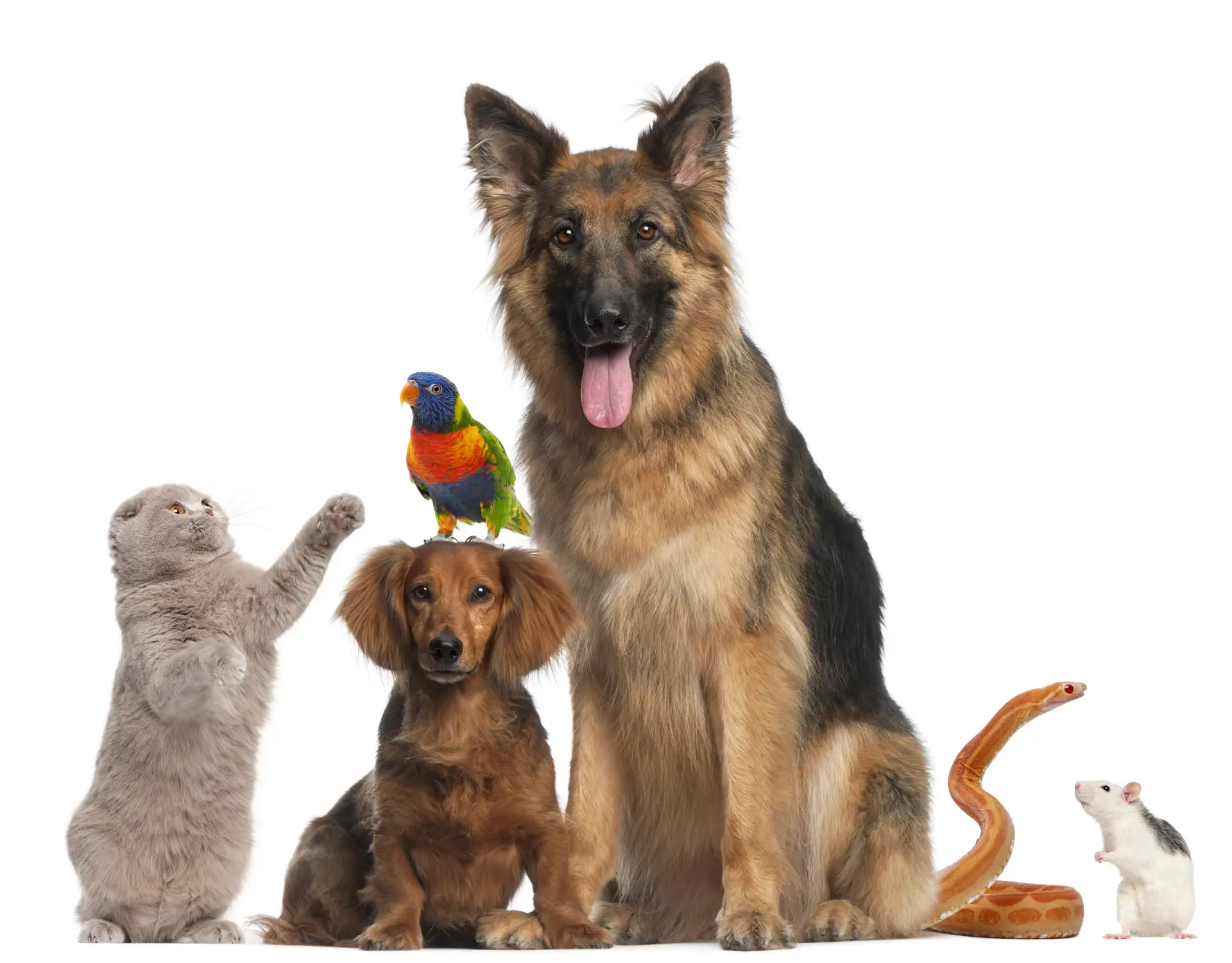 Group of animals in front of white background Grup de animale de companie: ciobănesc german, teckel, pisică, papagal, șarpe și șoarece