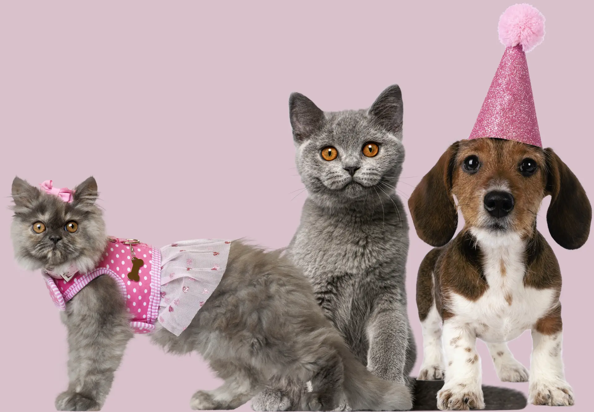 Mai multe pisici purtând coifuri de petrecere în interior