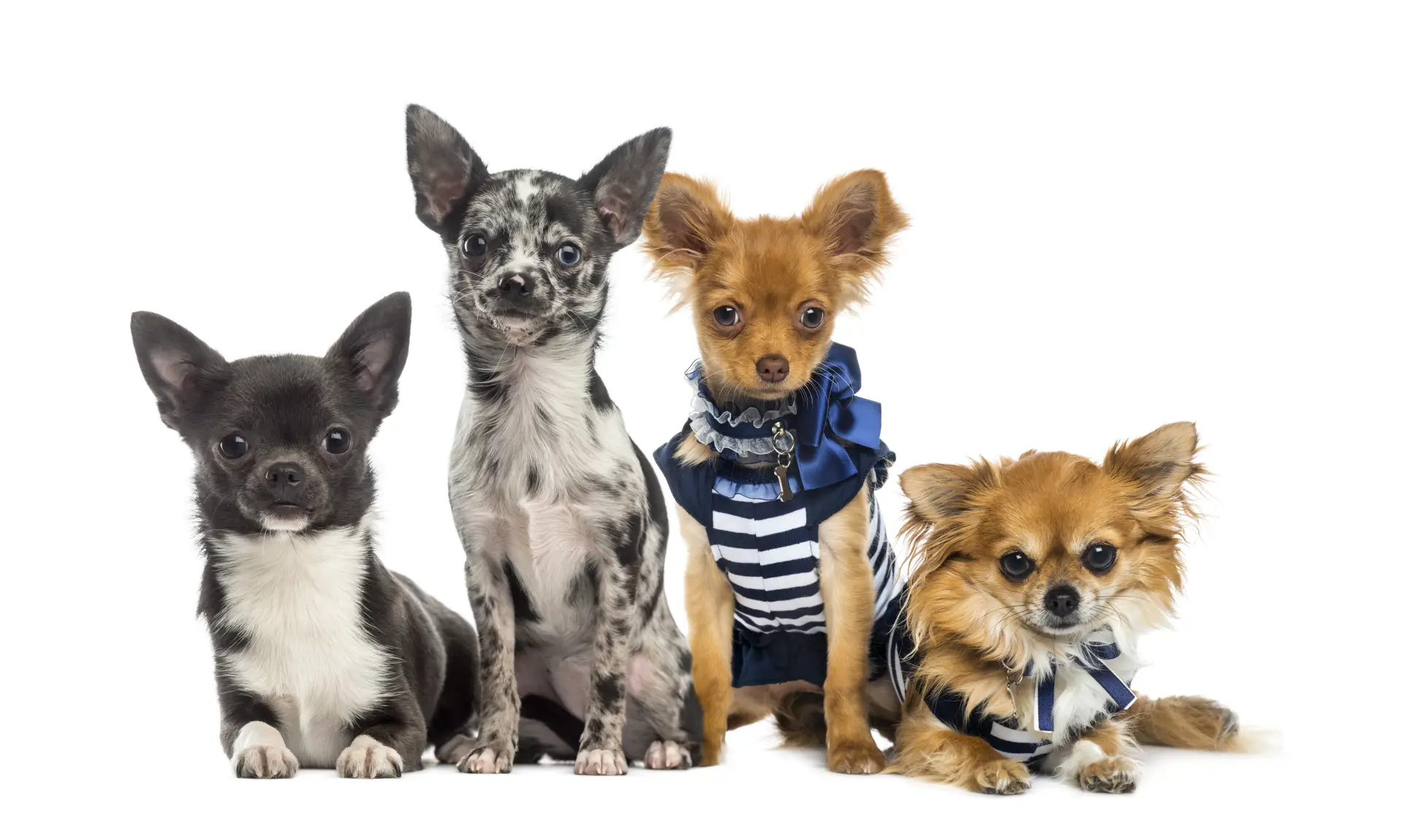 Mai mulți câini Chihuahua așezați împreună