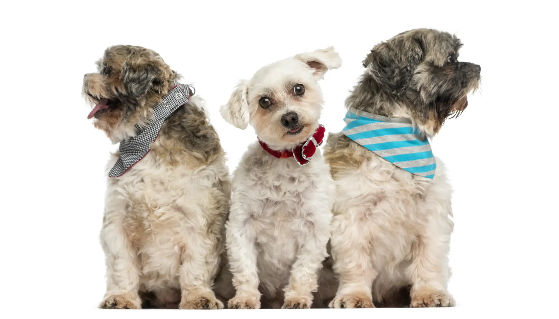 Mai mulți câini așezați în rând pe fundal alb