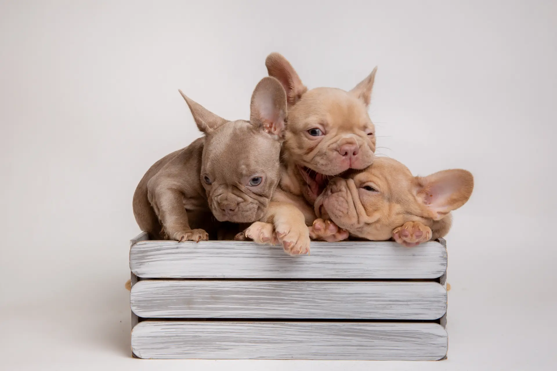 Mai mulți pui de Bulldog francez într-un coș pe fundal alb