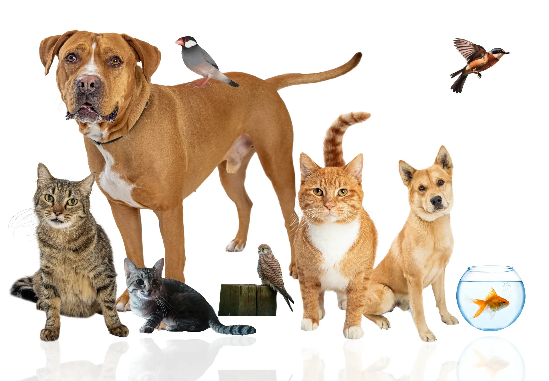 Câine Border Collie alături de mai multe animale de companie diferite