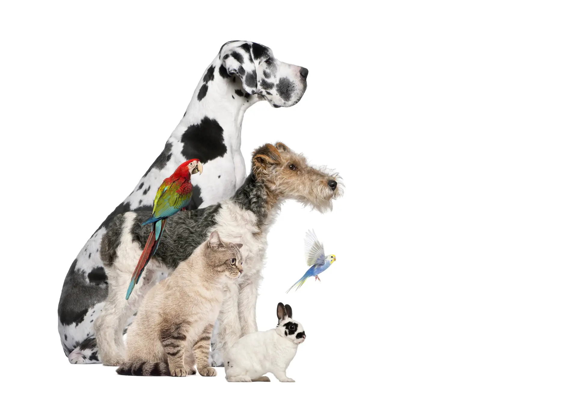 Group of pets posing together, great dane, macaw, fox terrier, cat, rabbit, and budgie Animale de companie de mai multe specii: dog german, terrier, pisică, iepure și papagali
