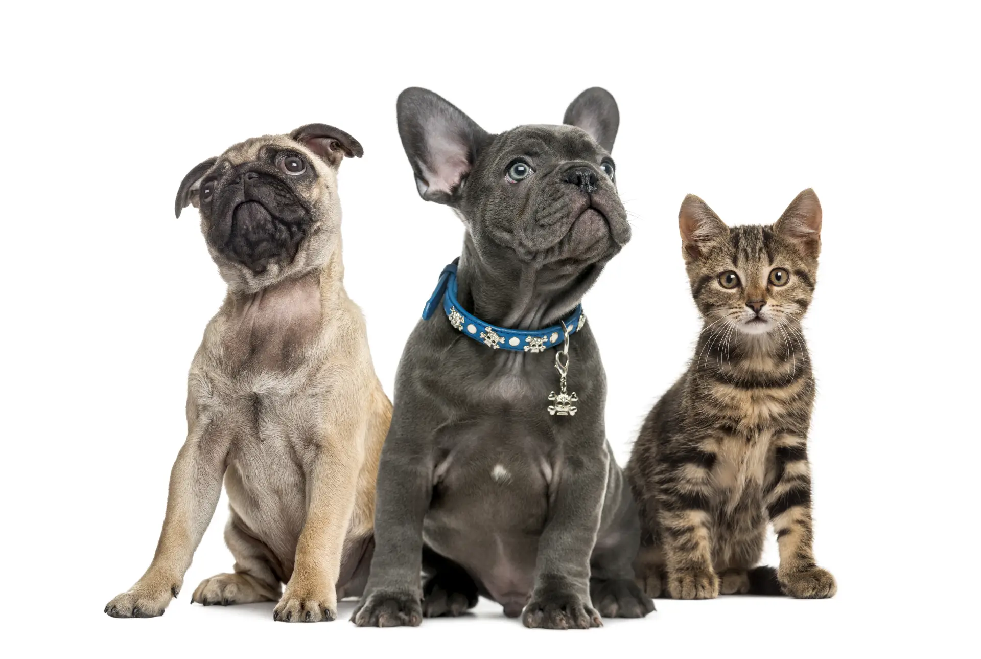 Group of puppies and cat sitting, isolated on white Un pug, un bulldog francez și o pisică vărgată, așezați unul lângă altul