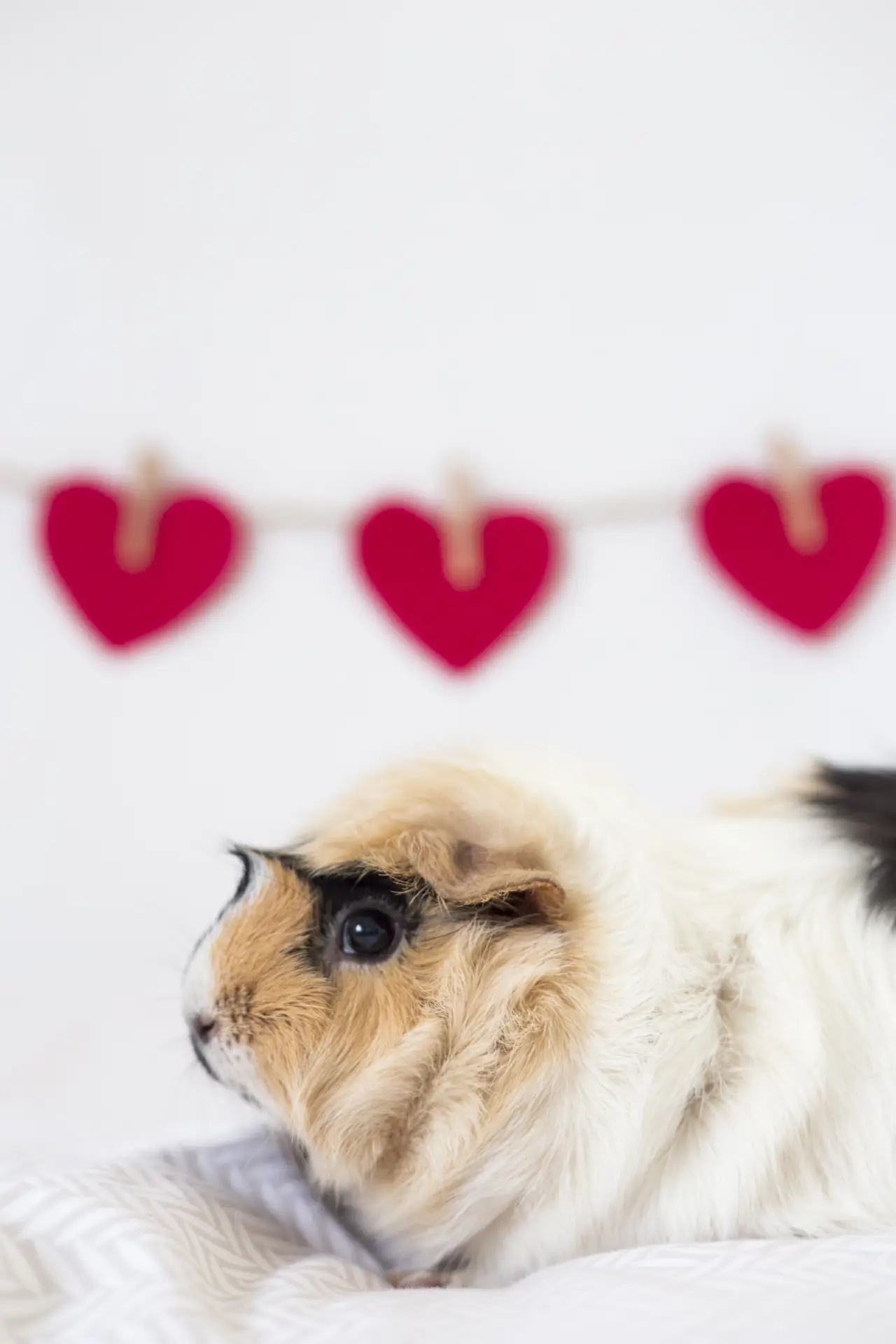 Porcușor de Guineea lângă inimioare decorative din ață