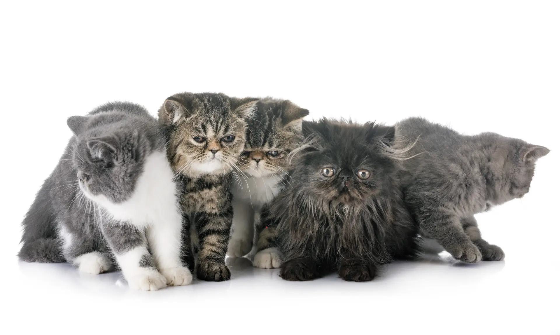 Pisică fotografiată de sus pe fundal alb