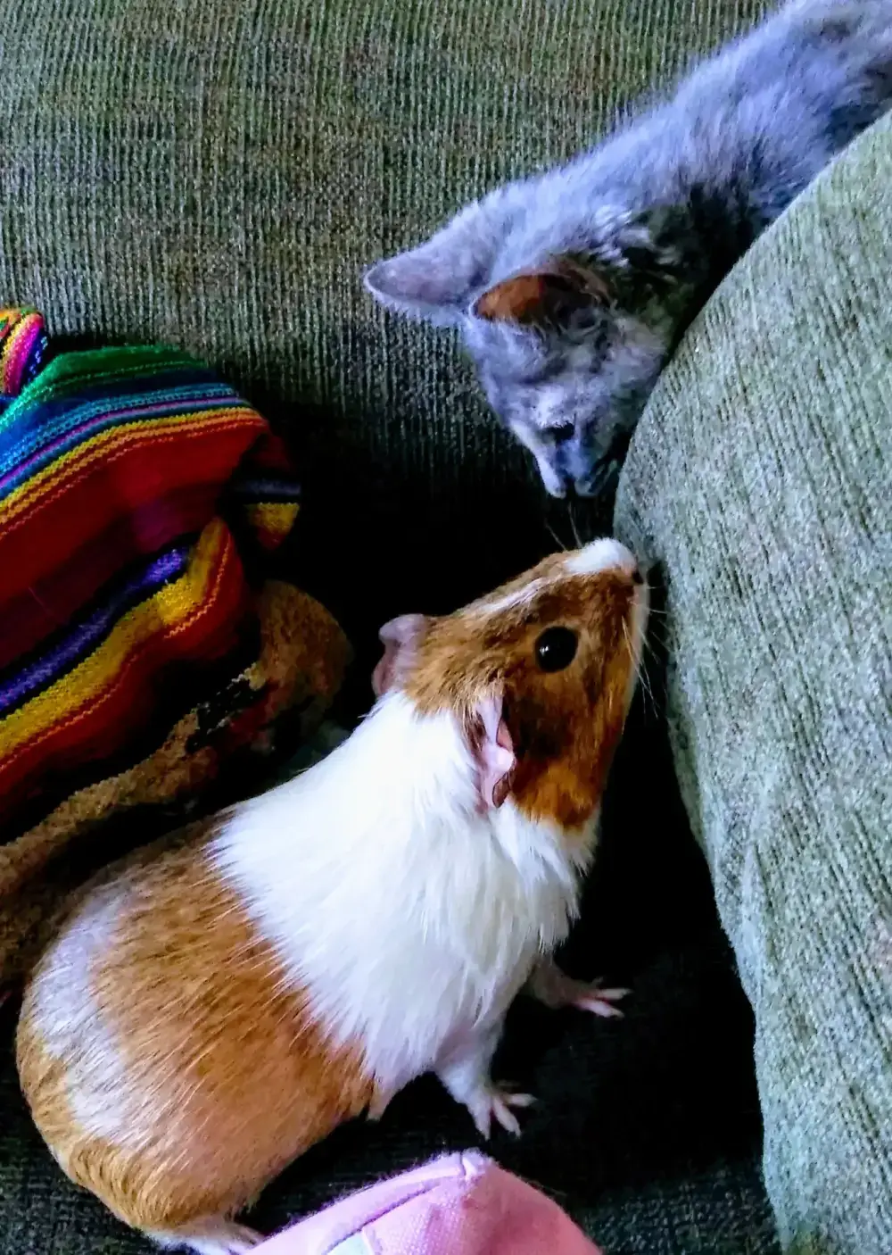 Mai mulți câini si porcusori de guineea stând pe podea, fotografiați de sus