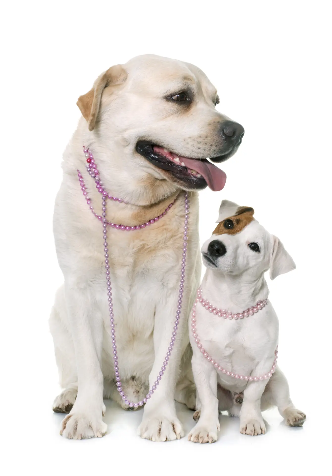 Câine Labrador Retriever alături de un Jack Russell Terrier pe fundal alb