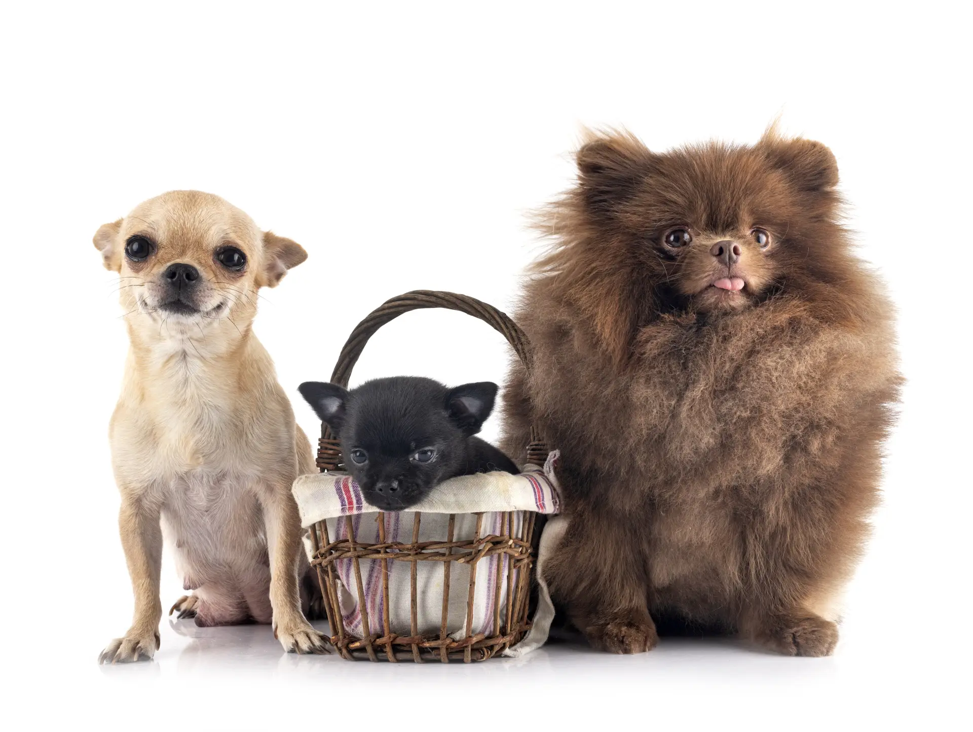 Mai mulți căței mici fotografiați împreună