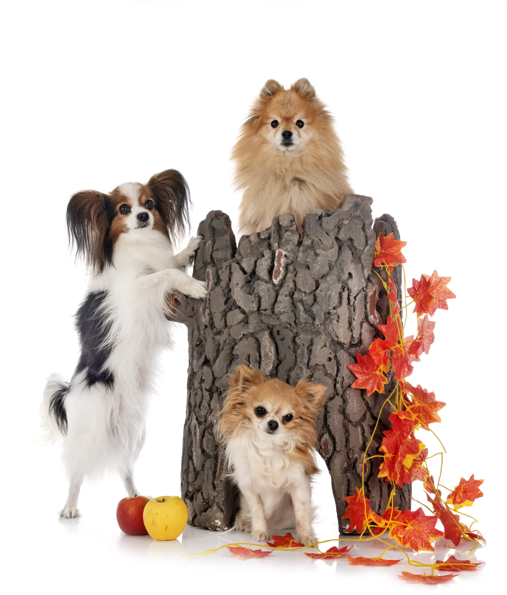 Mai mulți căței mici fotografiați în studio