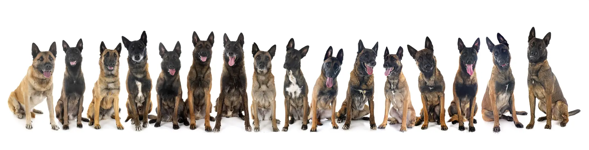 Câine rasa Malinois fotografiat în studio