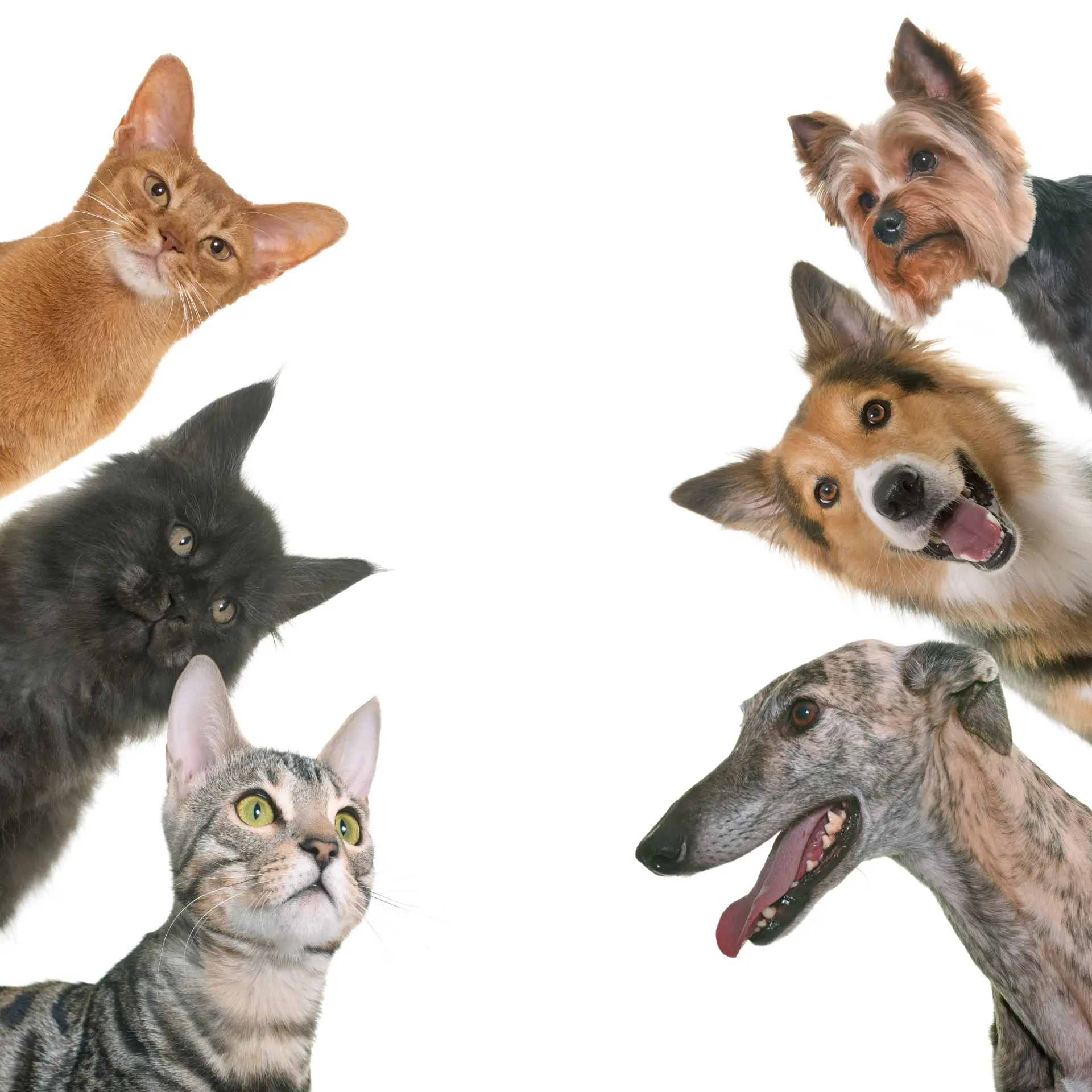 Pisică fotografiată pe fundal alb